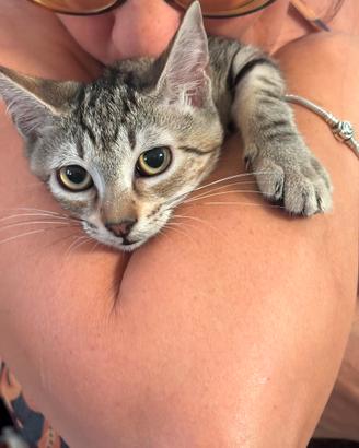 Afrodite gattina 4 mesi