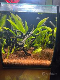 Acquario 20 litri per betta