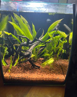 Acquario 20 litri per betta