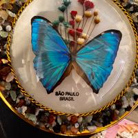 Quadretto farfalla vera