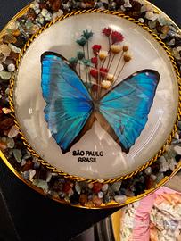 Quadretto farfalla vera