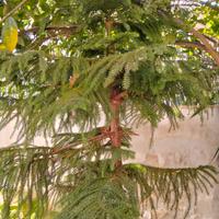 Araucaria heterophylla (Pino di Norfolk)