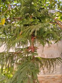 Araucaria heterophylla (Pino di Norfolk)