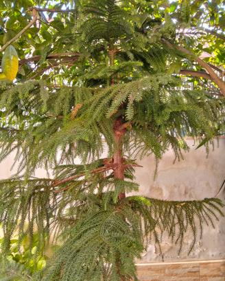 Araucaria heterophylla (Pino di Norfolk)