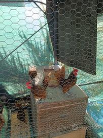 Sebrich galline ornamentali 
