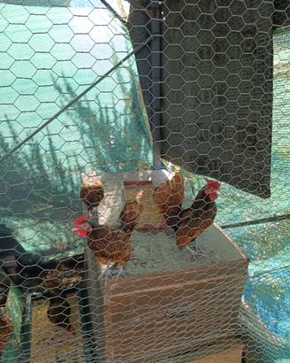Sebrich galline ornamentali 