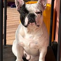 Bulldog francese