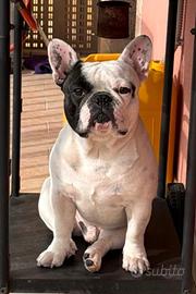Bulldog francese