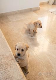 Golden retriver