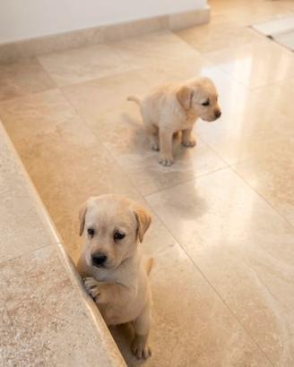 Golden retriver
