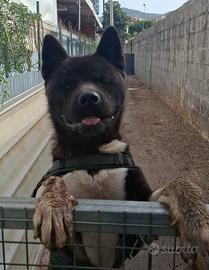 Akita Americano