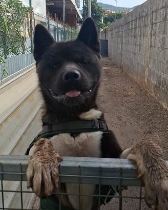 Akita Americano
