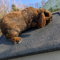 Ariete Madagascar Nano