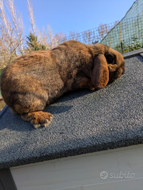 Ariete Madagascar Nano