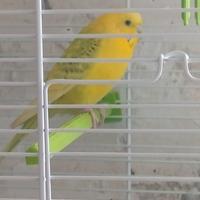 Uccellino con gabbia