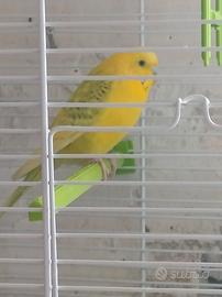 Uccellino con gabbia