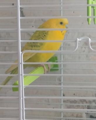 Uccellino con gabbia