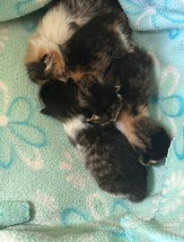 Cuccioli di 1 mese