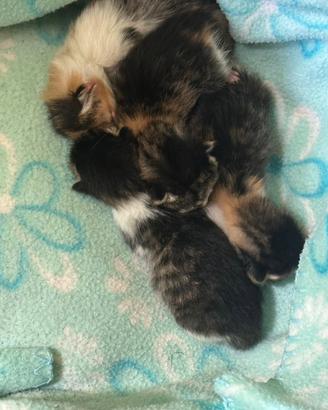 Cuccioli di 1 mese