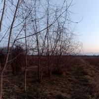 piante acero saccarino