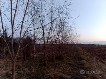 piante acero saccarino