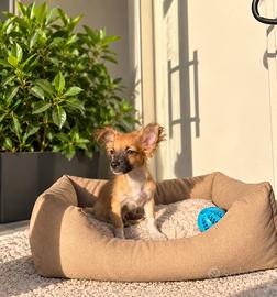Chihuahua - Pincher Toy fulvo pelo lungo