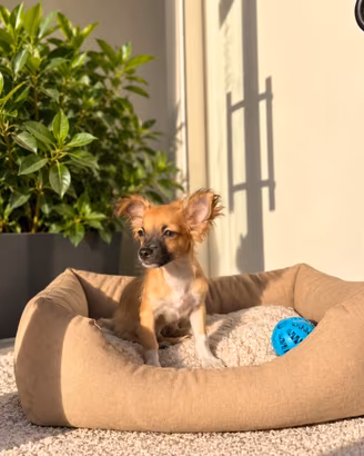 Chihuahua - Pincher Toy fulvo pelo lungo