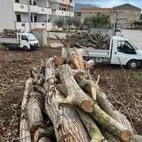 tronchi di legna di noce nazionale