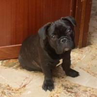 Bulldog francese bringee femminuccia