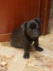 Bulldog francese bringee femminuccia