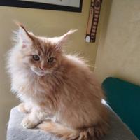 Mainecoon cuccioli