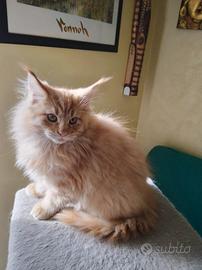 Mainecoon cuccioli