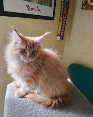 Mainecoon cuccioli