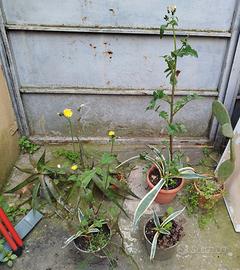 Piante Grasse
