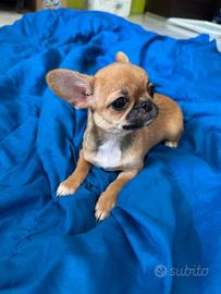 cucciola di  chihuahua  femmina