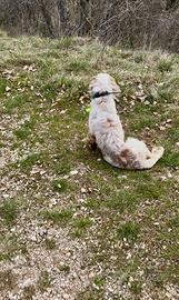 Setter Inglese