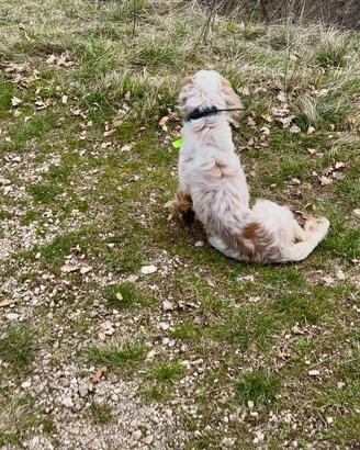 Setter Inglese