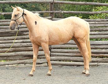 palomina super certificato
