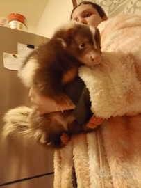 Puzzola anche S. C. A. M. B. I. O