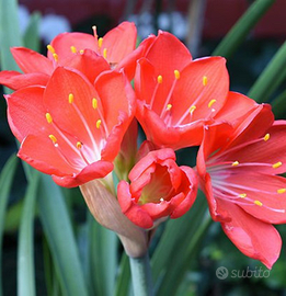 Vallota Speciosa lotto 1 vaso Grigio