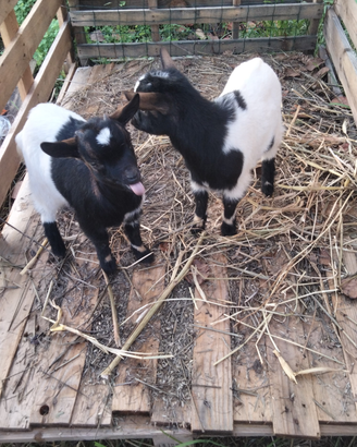 Animali capretta