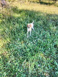 Bracco pointer femmina