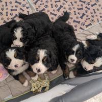 Cuccioli di Bovaro del Bernese
