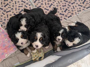 Cuccioli di Bovaro del Bernese
