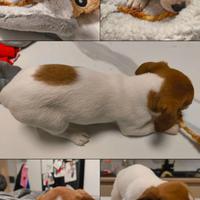 2 Cucciole Jack Russell