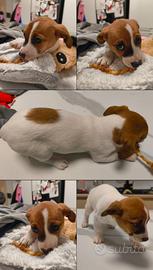 2 Cucciole Jack Russell