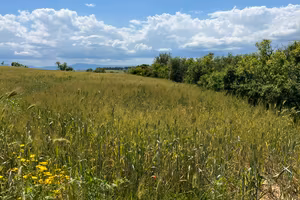 Terreno agricolo