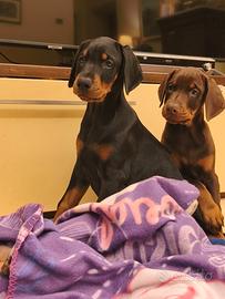 Cuccioli di dobermann