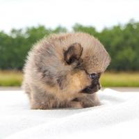 Cucciola di Pomerania disponibile