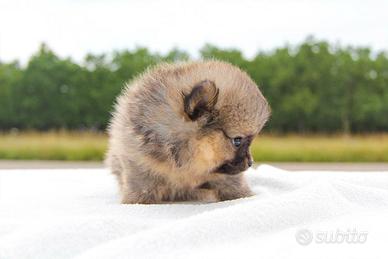 Cucciola di Pomerania disponibile